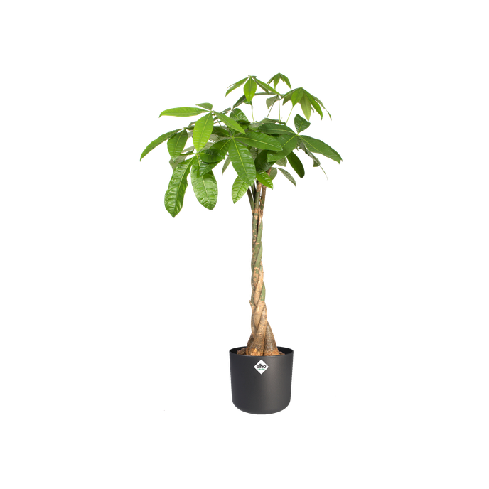 b.for soft rond 16cm anthracite